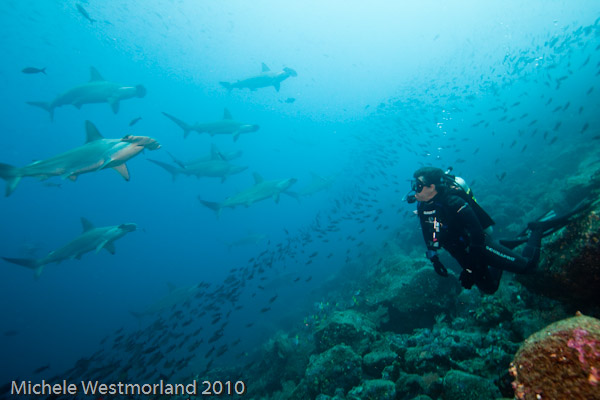 Hammerheads Diving Galapagos Islands