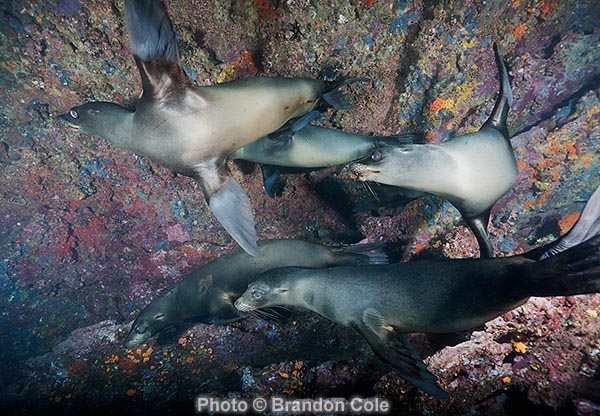 five juvenile Zalophus wollebaeki sealions, underwater photo made with professional digital camera