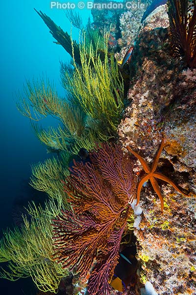 rich invertebrate growth, Galapagos Islands marine life, Antipathes galapagoensis vertical photograph
