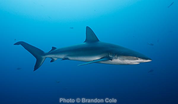 Carcharhinus galapagensis ID photograph, high resolution, high quality stock picture