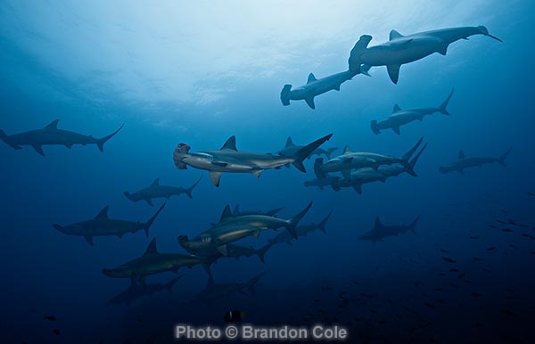 Sphyrna lewini schooling photograph, made by pro photographer Brandon Cole on assignment in the Galapagos Islands