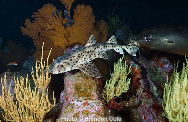 Zalophus wollebaeki and Heterodontus quoyi interacting, horizontal underwater digital photo, hires format, affordable licensing fees