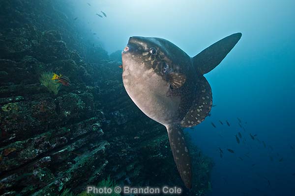 Mola mola underwater photograph, hires digital picture taken at Punta Vicente Roca
