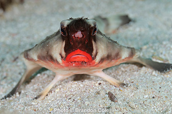 Red Lipped Batfish, Ogcocephalus darwini, underwater digital photograph